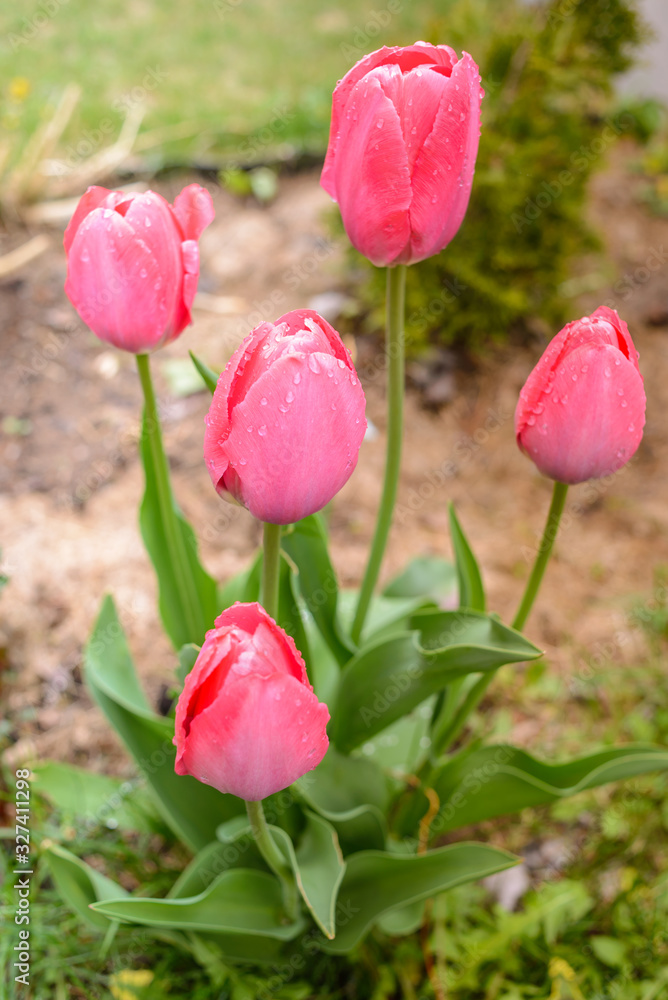 field flowers pink tulips. Spring background. Beautiful meadow/Beautiful nature scene with pink blooming tulips. field flowers pink tulips. Spring background. Beautiful meadow/Beautiful nature scene with pink blooming tulips.