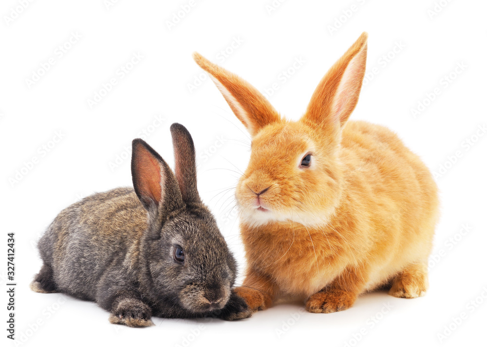 Obraz premium Two little rabbits.