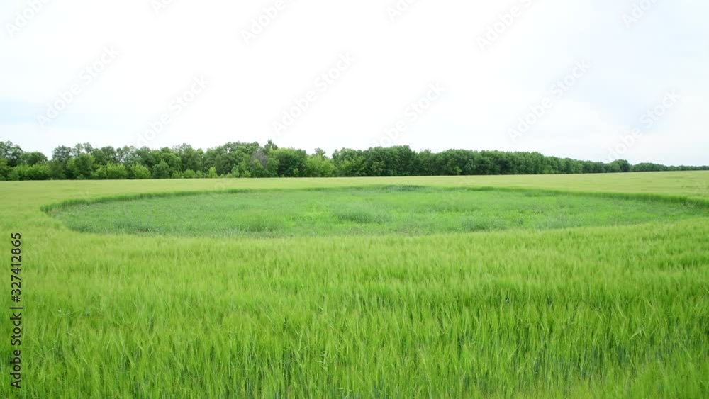 Beautiful young green rye with grass circle in the field, Russia Beautiful young green rye with grass circle in the field, Russia