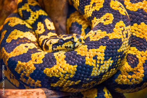 Carpet python with yellow-black colors, close-up view.