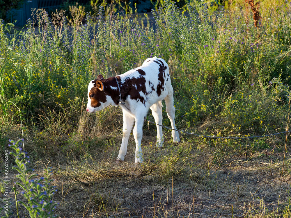 Young calf full-length in the pasture.  Walking a young calf in a pasture