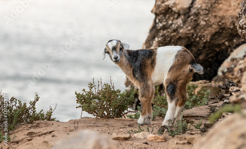 Kid Goat on the Rocks