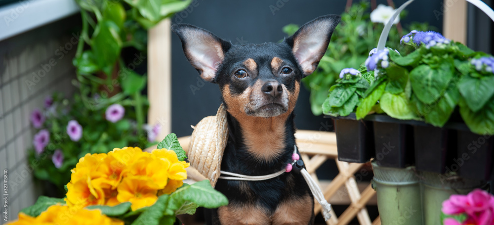 Dog plants flowers, a pet surrounded by flowers and garden tools, an image of a gardener, florist. The concept of spring planting Dog plants flowers, a pet surrounded by flowers and garden tools, an image of a gardener, florist. The concept of spring planting