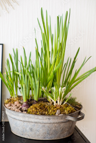 spring seedlings at home in an iron basin  sprouts for a cozy home