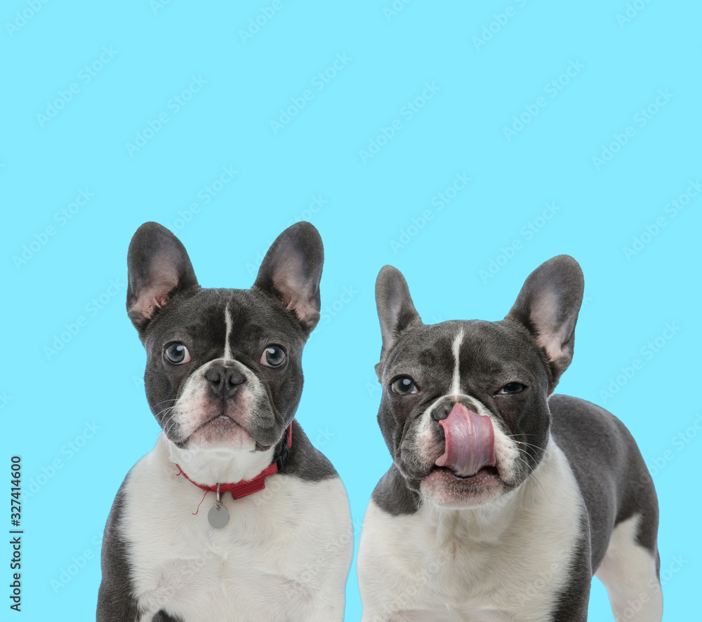 Dutiful French Bulldog wearing collar and a suspicious one