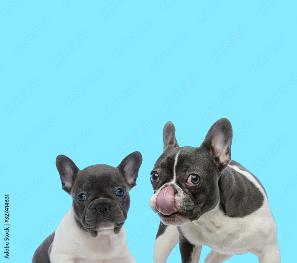 Fototapeta premium French bulldog licking its nose beside curious cub