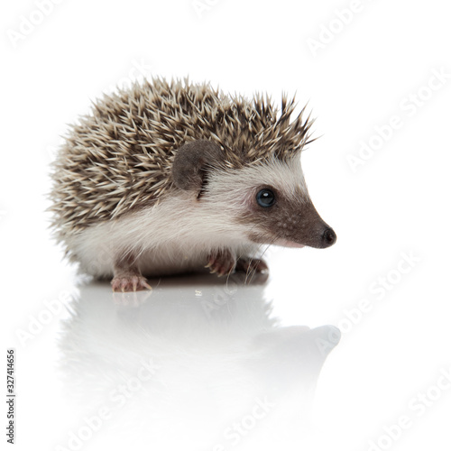 african hedgehog sitting and looking ahead happy