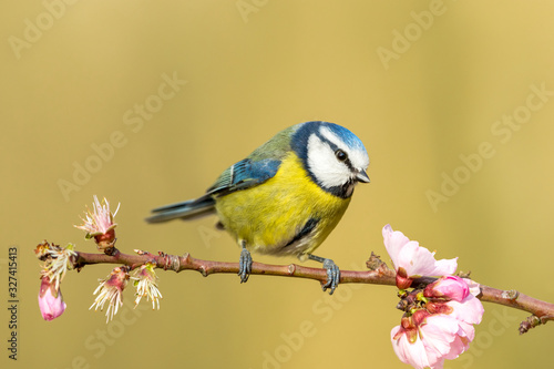 Blue tit (Scientific name: cyanistes caeruleus) in Springtime, perching on a branch with pink almond blossom. Facing right. Clean background. Horizontal. Space for copy