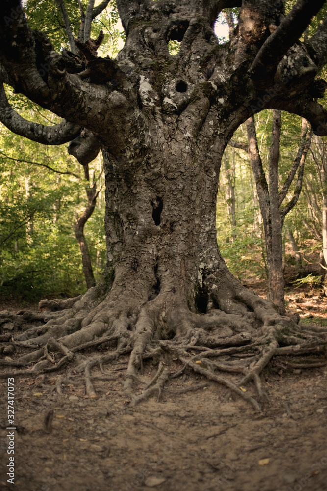 old beech in the forest