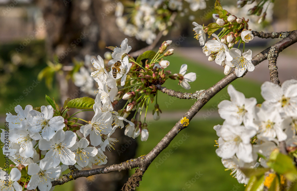 cherry blossoms in spring cherry blossoms in spring