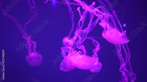 Group of fluorescent pink jellyfish swimming in Aquarium pool. Close-up.