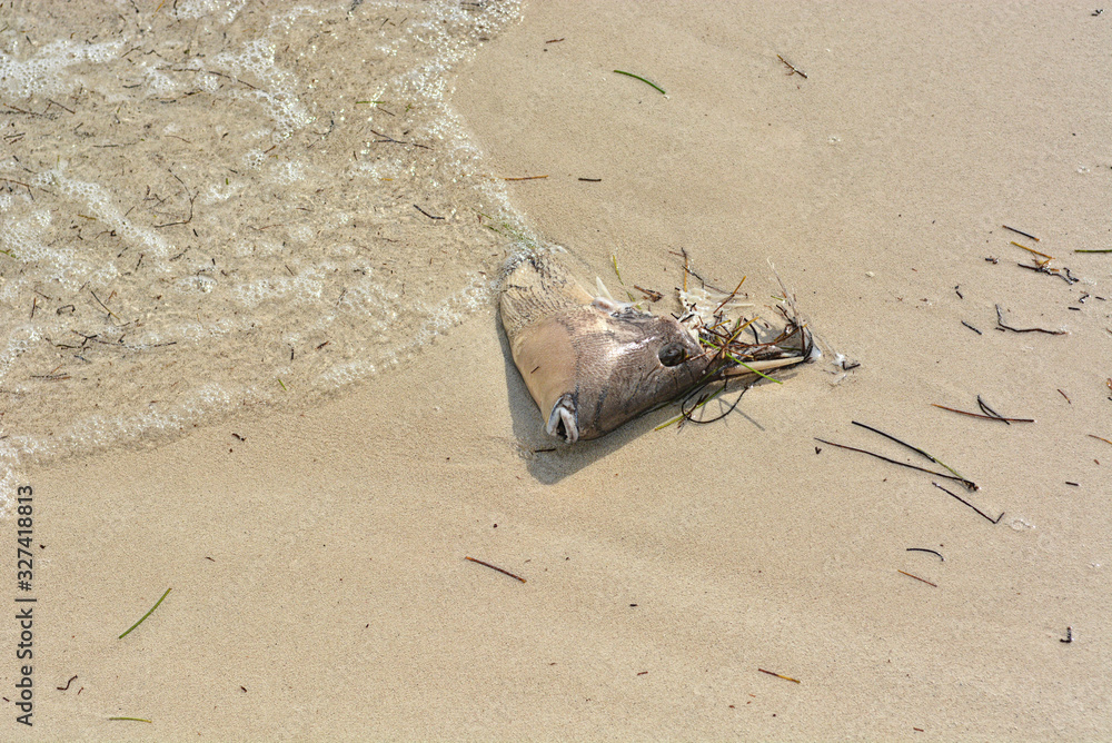 Obraz premium The head of a dead fish thrown by the waves in the sand.