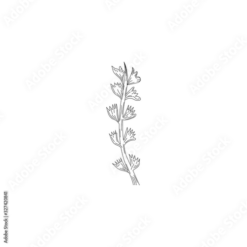 Ink  pencil  the flower isolated. Line art transparent background. Hand drawn nature painting. Freehand sketching illustration