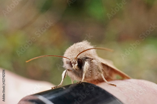 Fototapeta Naklejka Na Ścianę i Meble -  Insekt - braune Motte