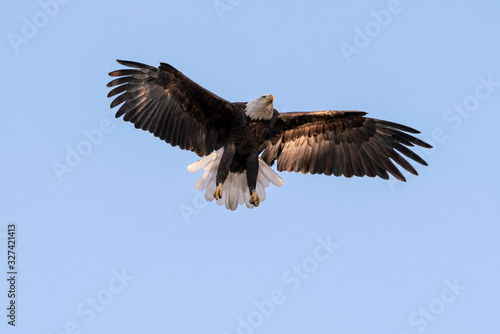 Bald eagle landing in the shadows