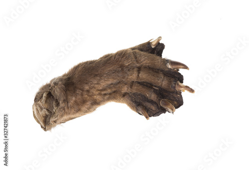 paw of a beast with claws Isolated on a white background