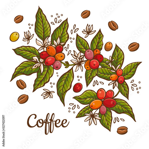  Engraving coffee plants, vintage decorative leaves and coffee cherries for design uses