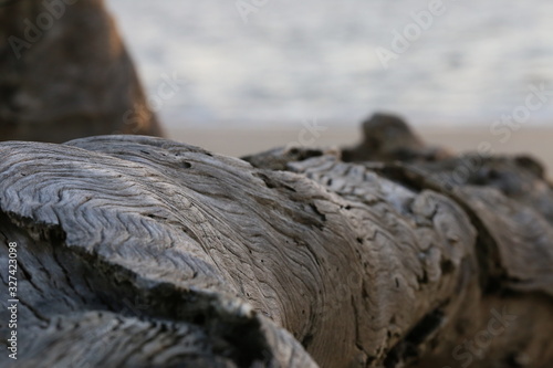 Driftwood on the beach petrified wood