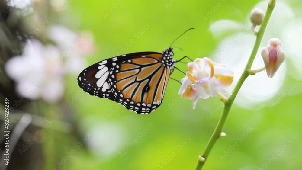 Close up butterfly on flower in garden wind blowing beautiful fresh nature in spring. Close up butterfly on flower in garden wind blowing beautiful fresh nature in spring.