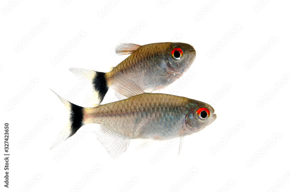 Obraz premium モンクホーシャ