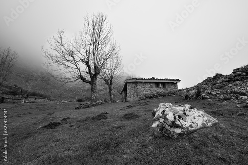 Mysterious old house in the forest with fog and a tree