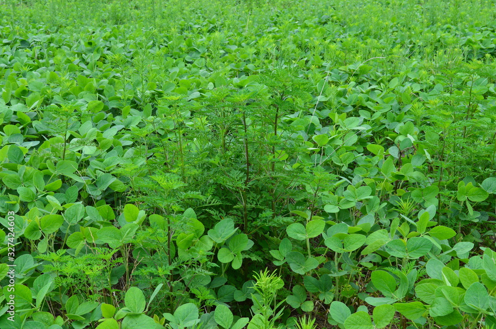 Lavoura de soja altamente infestada com plantas daninhas Lavoura de soja altamente infestada com plantas daninhas