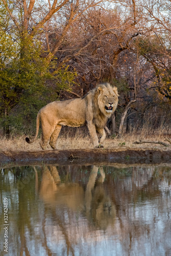 Male Lion at the Waterhole with Beautiful backdrop and Reflection