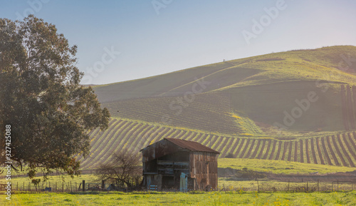 Early morning sunrise on the hillside and old barn in the Napa Valley with vines in the beginning growth stages  