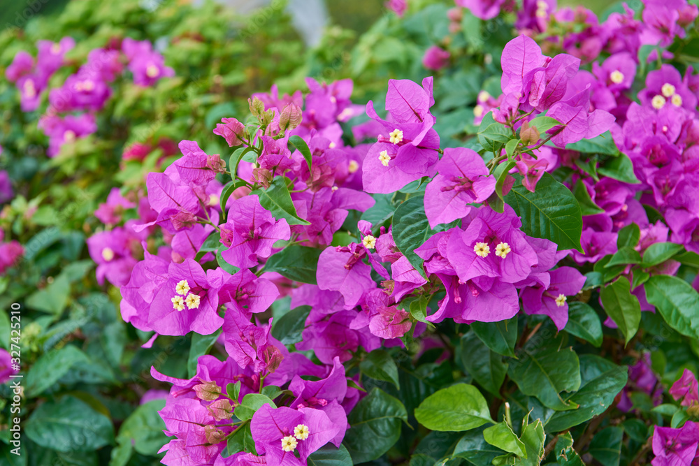 Bushes with purple flowers Bushes with purple flowers