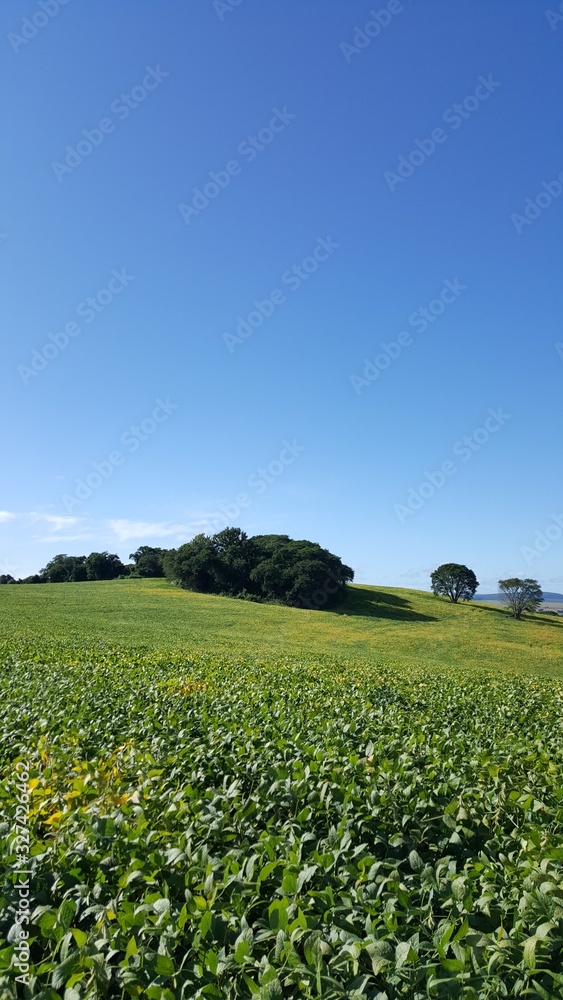 Composição vertical de paisagem paranaense com plantação de soja, céu azul e nuvens ao fundo