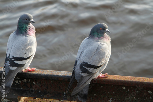 Pigeon, City pigeon, Wild pigeon, Vegesack, HS Bremen, Germany, Europe photo