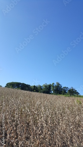 Composição vertical de paisagem paranaense com plantação de soja madura, céu azul e nuvens ao fundo. photo