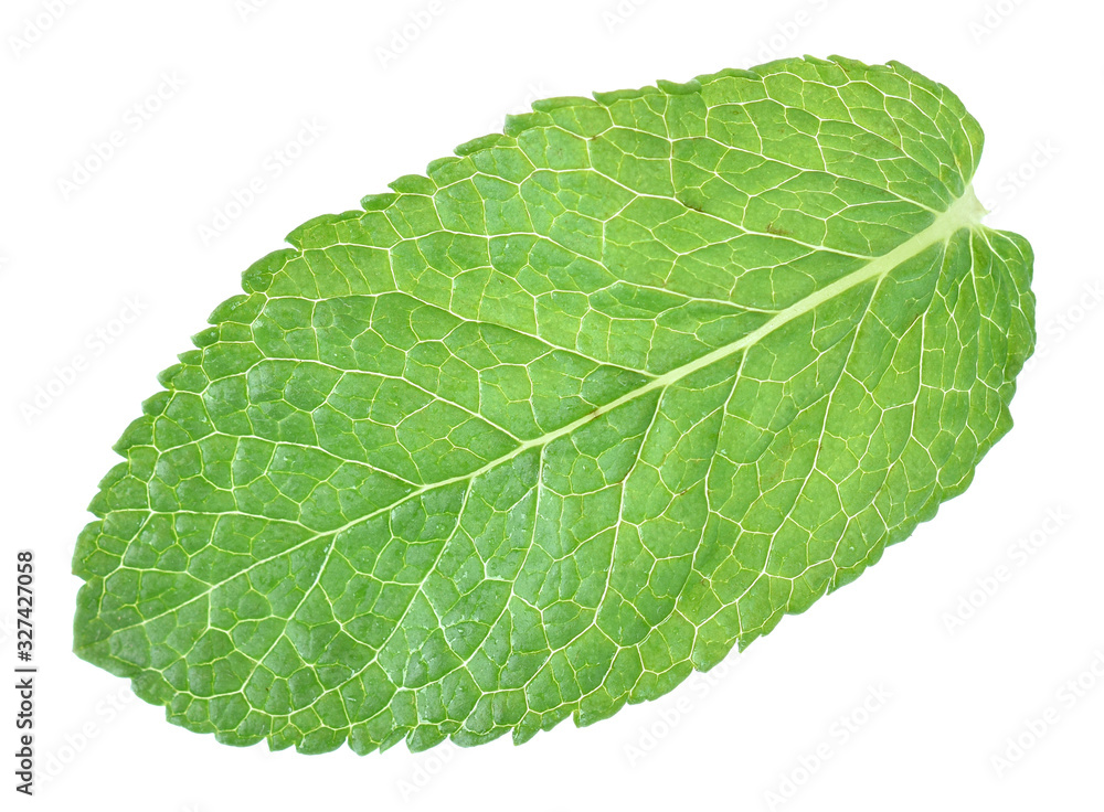 green mint leaf isolated on white background green mint leaf isolated on white background