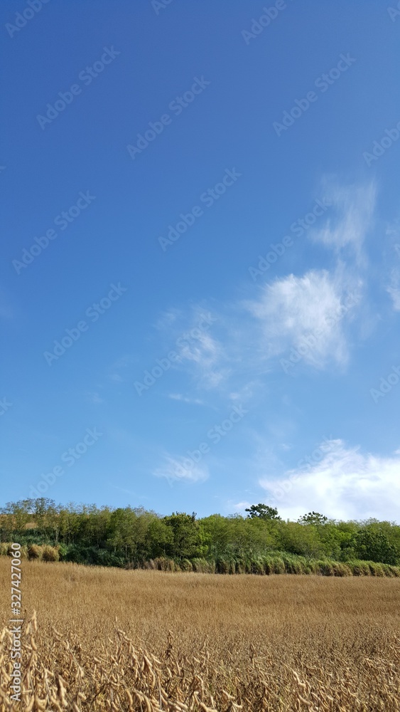 Composição vertical de paisagem paranaense com plantação de soja, céu azul e nuvens ao fundo. Composição vertical de paisagem paranaense com plantação de soja, céu azul e nuvens ao fundo.