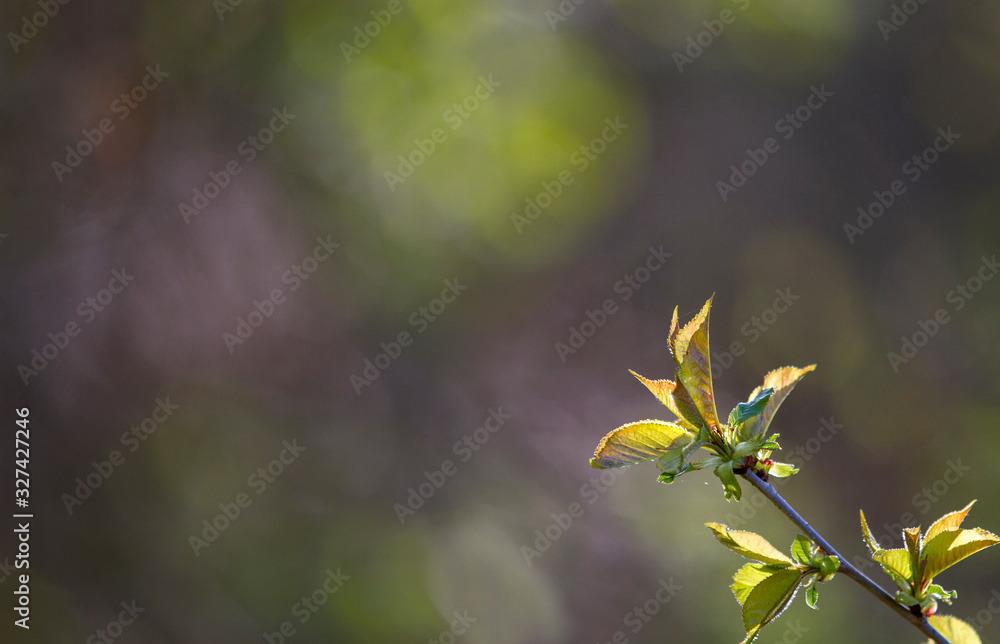 Blooming branches сherry in the spring garden . Beautiful Spring natural Background . For add text . Nature concept for design. Close Up. Shallow depth. Greeting card background. Horizontal backgr Blooming branches сherry in the spring garden . Beautiful Spring natural Background . For add text . Nature concept for design. Close Up. Shallow depth. Greeting card background. Horizontal backgr