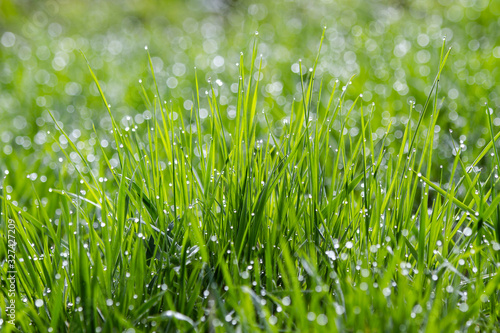 Morning dew on green grass . Sunny morning. Nature concept for design. Bright natural bokeh. Small depth of field. Abstract nature background . Using of soft macro shoot . Horizontal background.