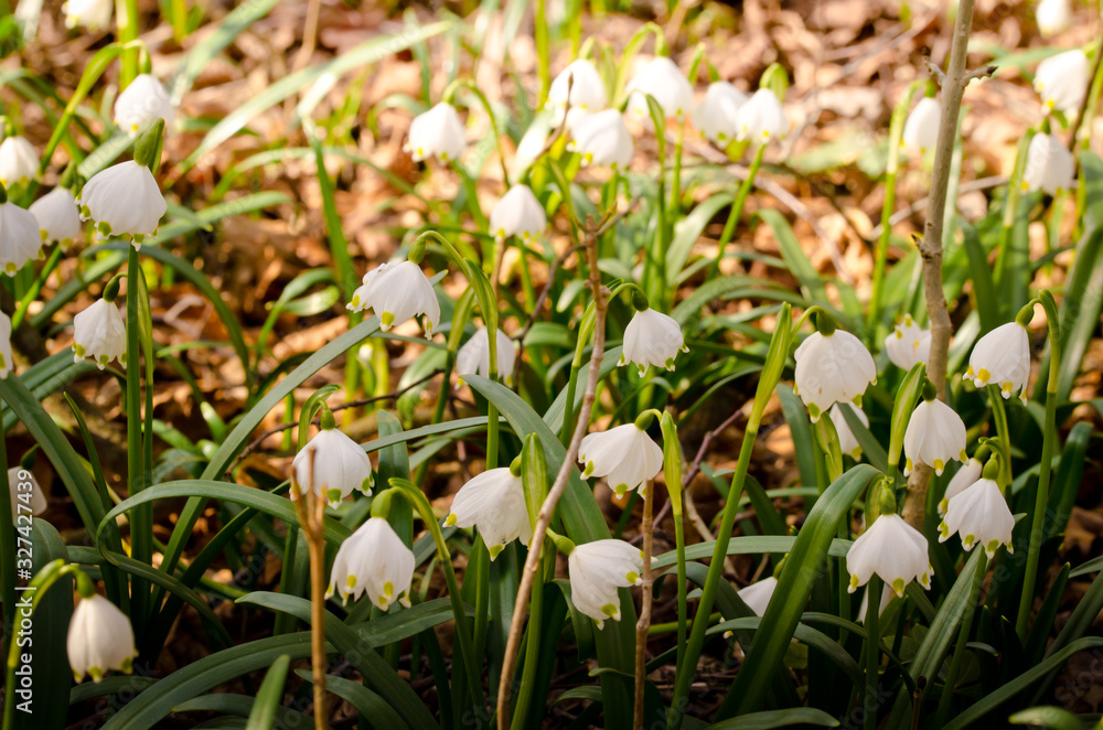 Fototapeta premium A large group of white blooming spring snowflakes, wild in a forest