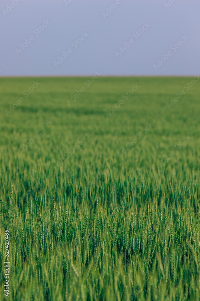 field of winter wheat on blue sky background. summer evening. field of winter wheat on blue sky background. summer evening.