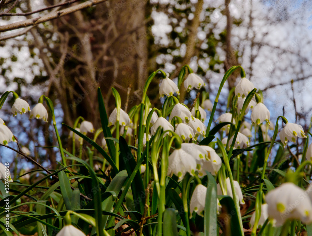 Obraz premium A large group of white blooming spring snowflakes, wild in a forest