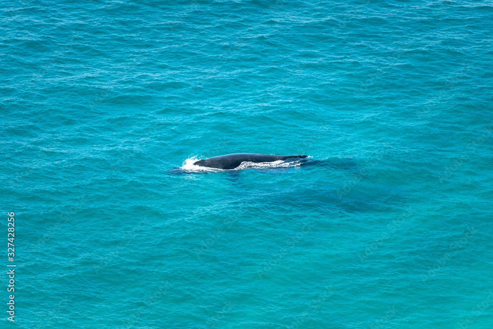 Humpback whale swimming in the crystal clear water, Byron Bay Australia Humpback whale swimming in the crystal clear water, Byron Bay Australia