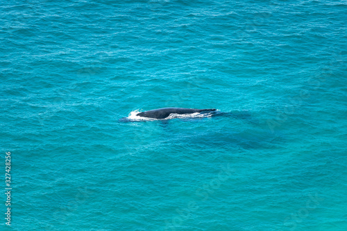 Humpback whale swimming in the crystal clear water, Byron Bay Australia