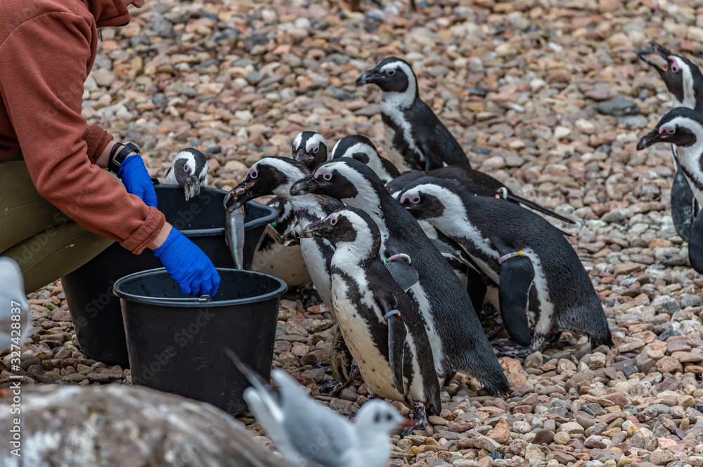 Obraz premium penguins being fed at the zoo