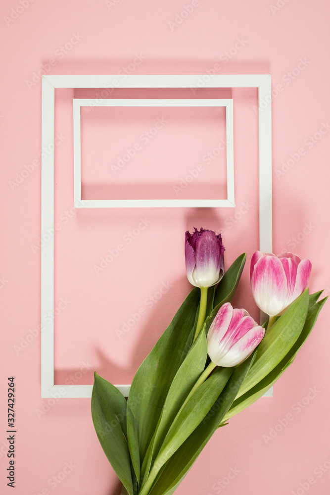 Fototapeta premium Spring background with tulips , frame on the pink background