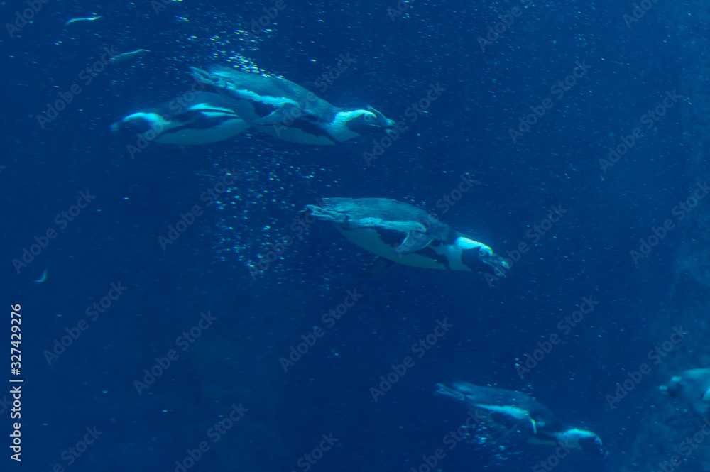 penguins diving underwater penguins diving underwater