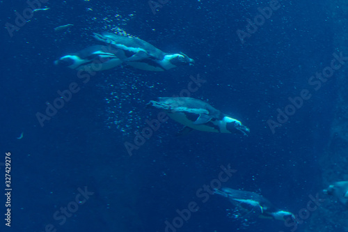 penguins diving underwater © Krzysztof