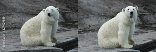 Collage of two photos. The polar bear stuck out his tongue. Before and after. Funny emotions in animals