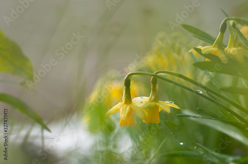 narcissus blossoms_morning dew_soft focus_ornate photography_by jziprian