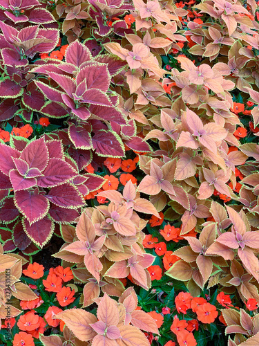 abstract floral background with autumn leaves