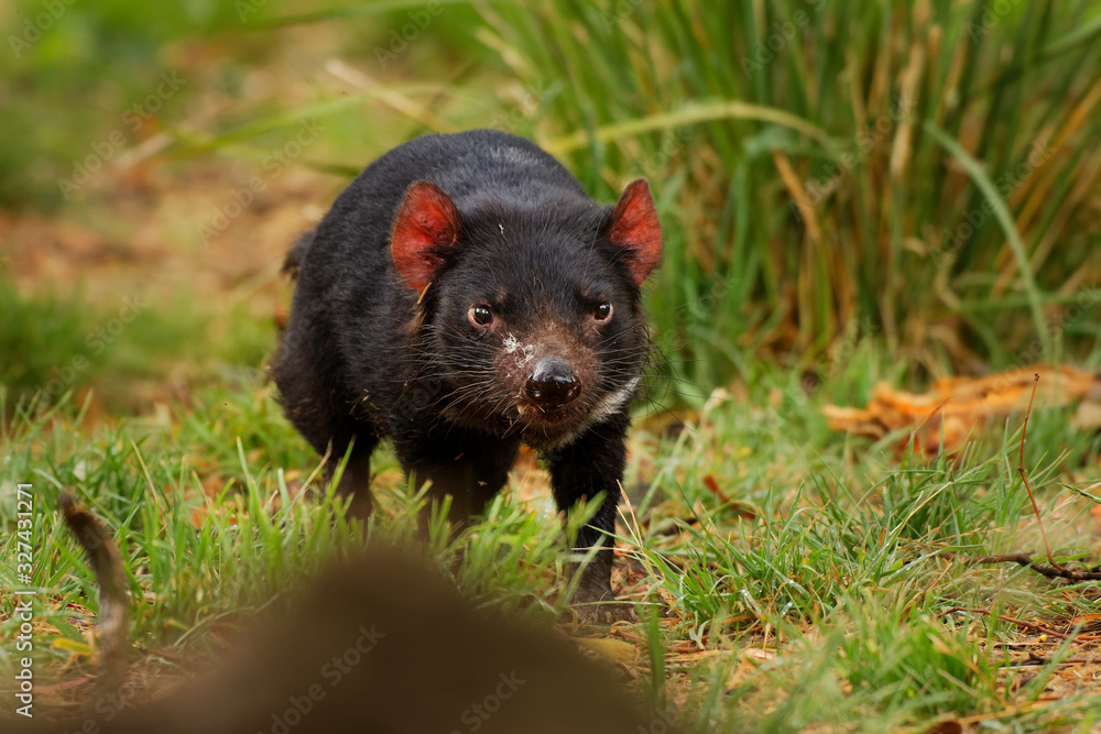 Tasmanian Devil - Sarcophilus harrisii carnivorous marsupial family Dasyuridae, native to mainland Australia and Tasmania, size of a small dog, it became the largest carnivorous marsupial Tasmanian Devil - Sarcophilus harrisii carnivorous marsupial family Dasyuridae, native to mainland Australia and Tasmania, size of a small dog, it became the largest carnivorous marsupial