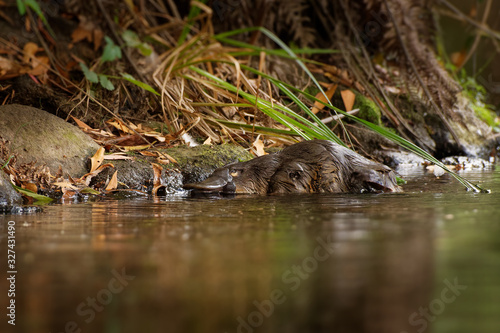 Фотография Platypus - Ornithorhynchus anatinus, duck-billed platypus, semiaquatic egg-layin